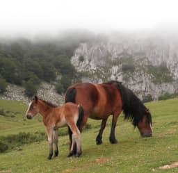 Les canyons du Pays Basque — Promenades, randonnées, descentes sportives